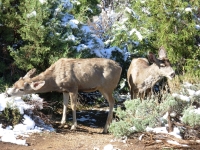 Tame Park Deer